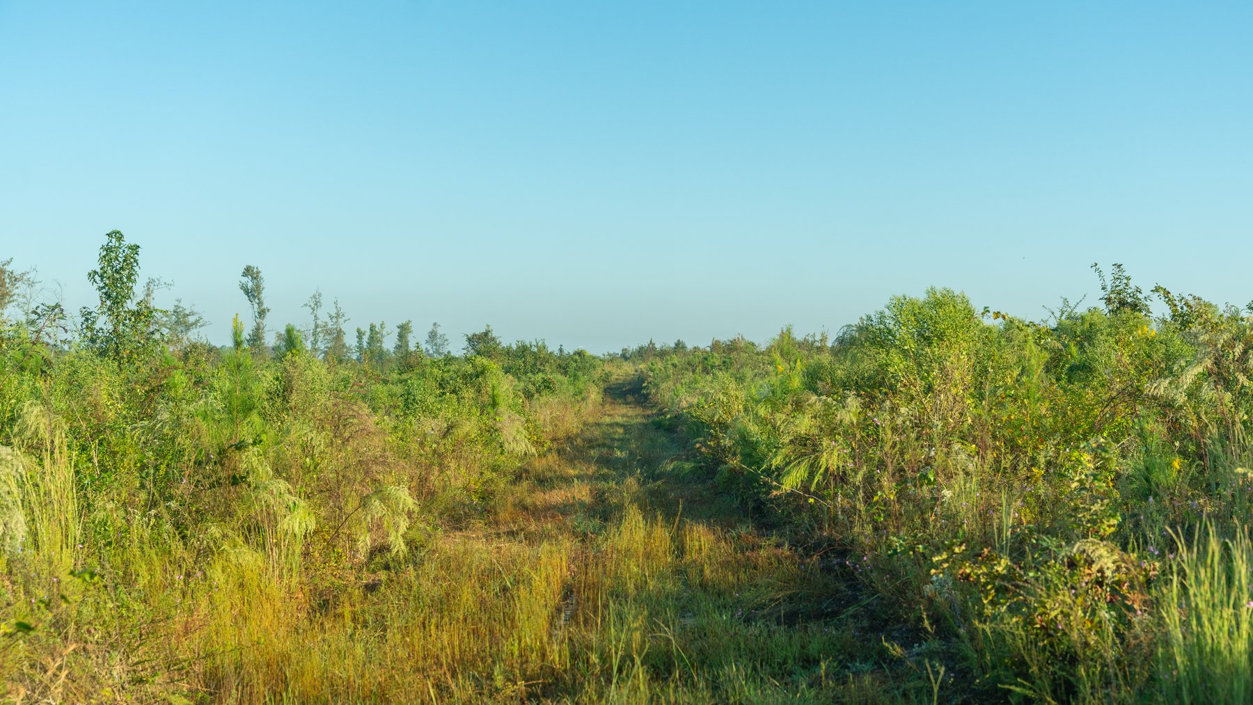 Image for Jamieson Place – 203+/- Acres - Recreational Investment Opportunity - Dodge County, Georgia