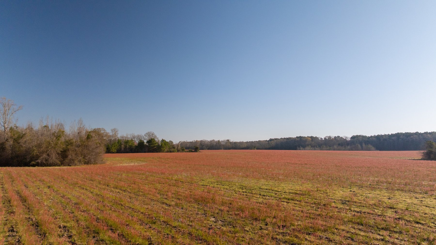 Image for 148+/- Acres - The Cattail Farm - Row Crop Farmland w/ Recreational Acreage