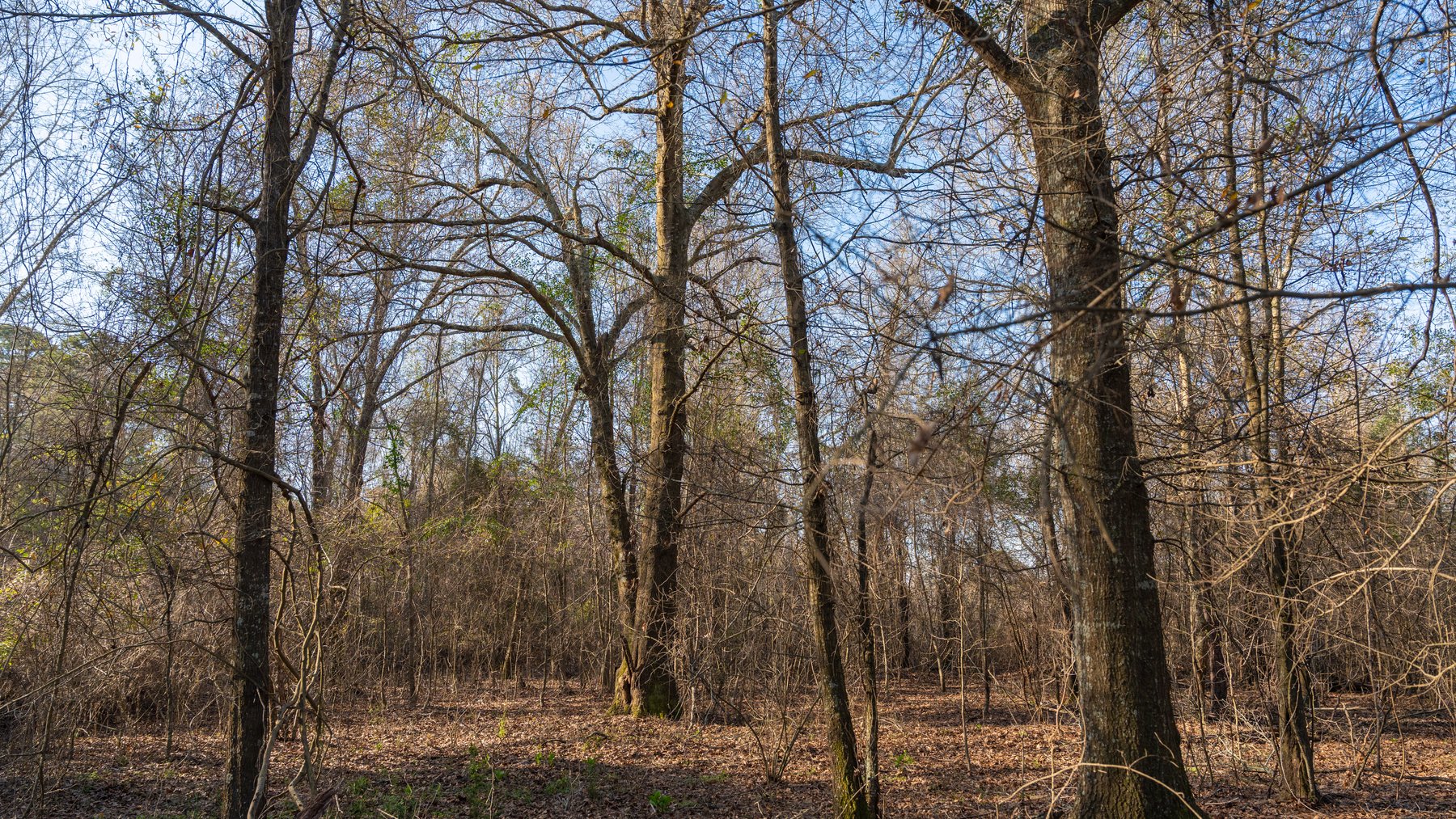 Image for 148+/- Acres - The Cattail Farm - Row Crop Farmland w/ Recreational Acreage
