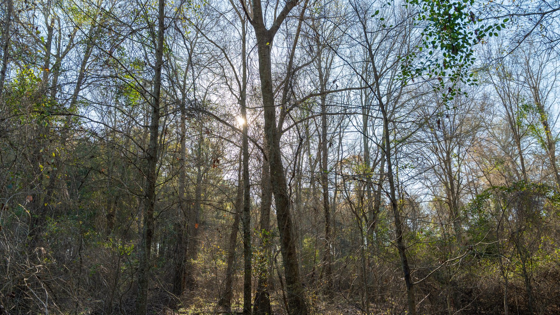 Image for 148+/- Acres - The Cattail Farm - Row Crop Farmland w/ Recreational Acreage