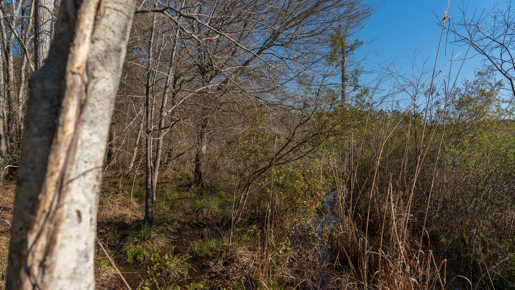 Image for 148+/- Acres - The Cattail Farm - Row Crop Farmland w/ Recreational Acreage