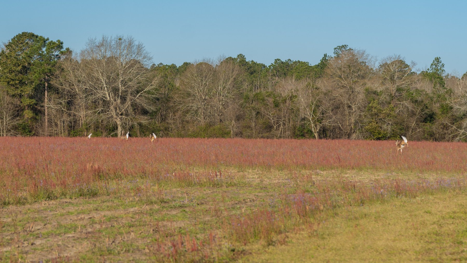 Image for 148+/- Acres - The Cattail Farm - Row Crop Farmland w/ Recreational Acreage