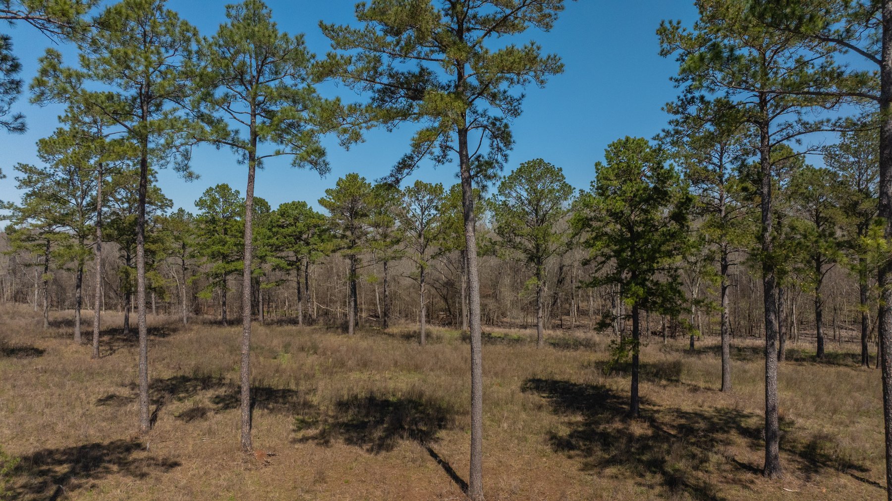 Image for 48.40+/- Acres - Oakland Plantation Commercial Acreage