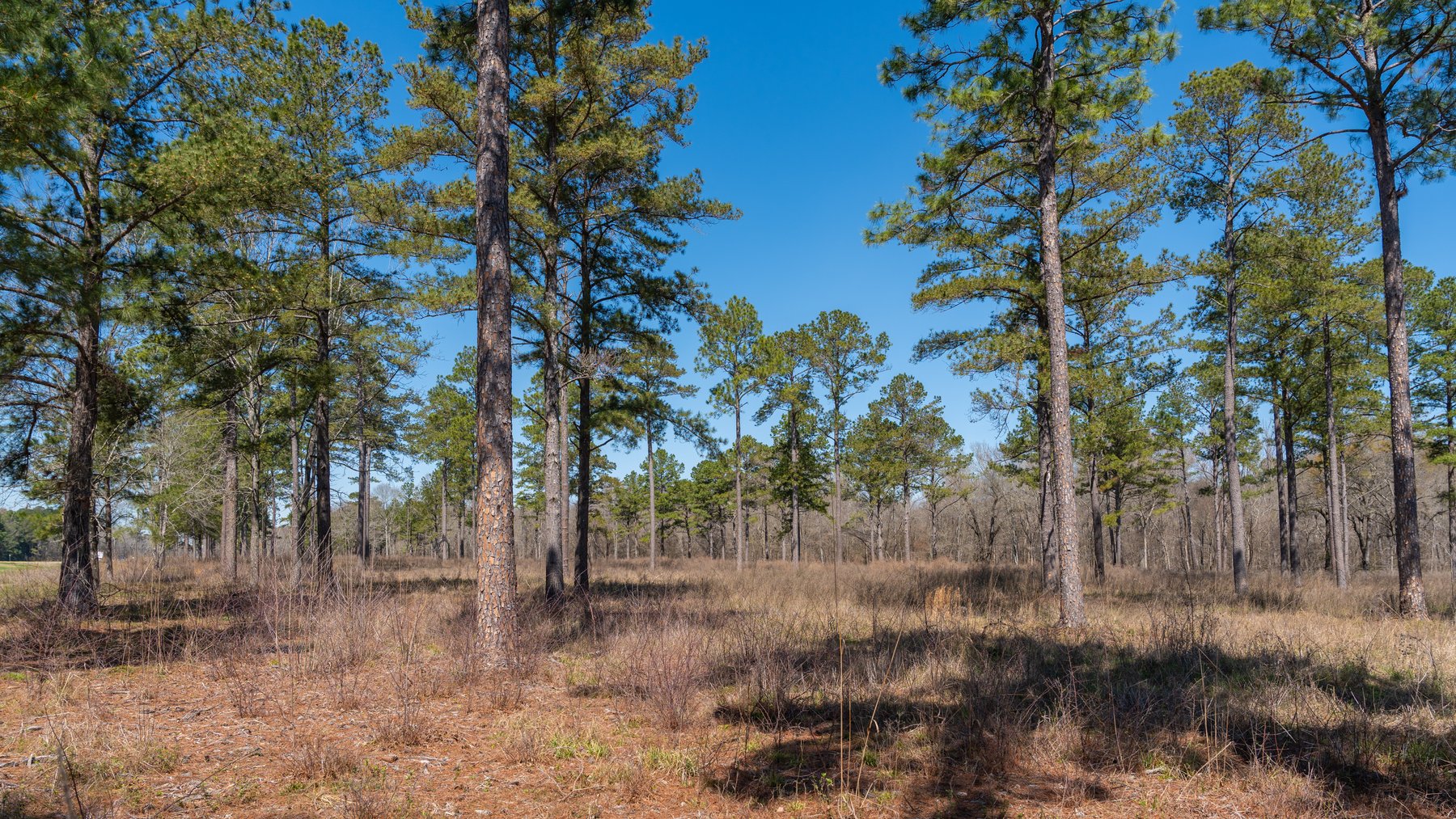 Image for 48.40+/- Acres - Oakland Plantation Commercial Acreage