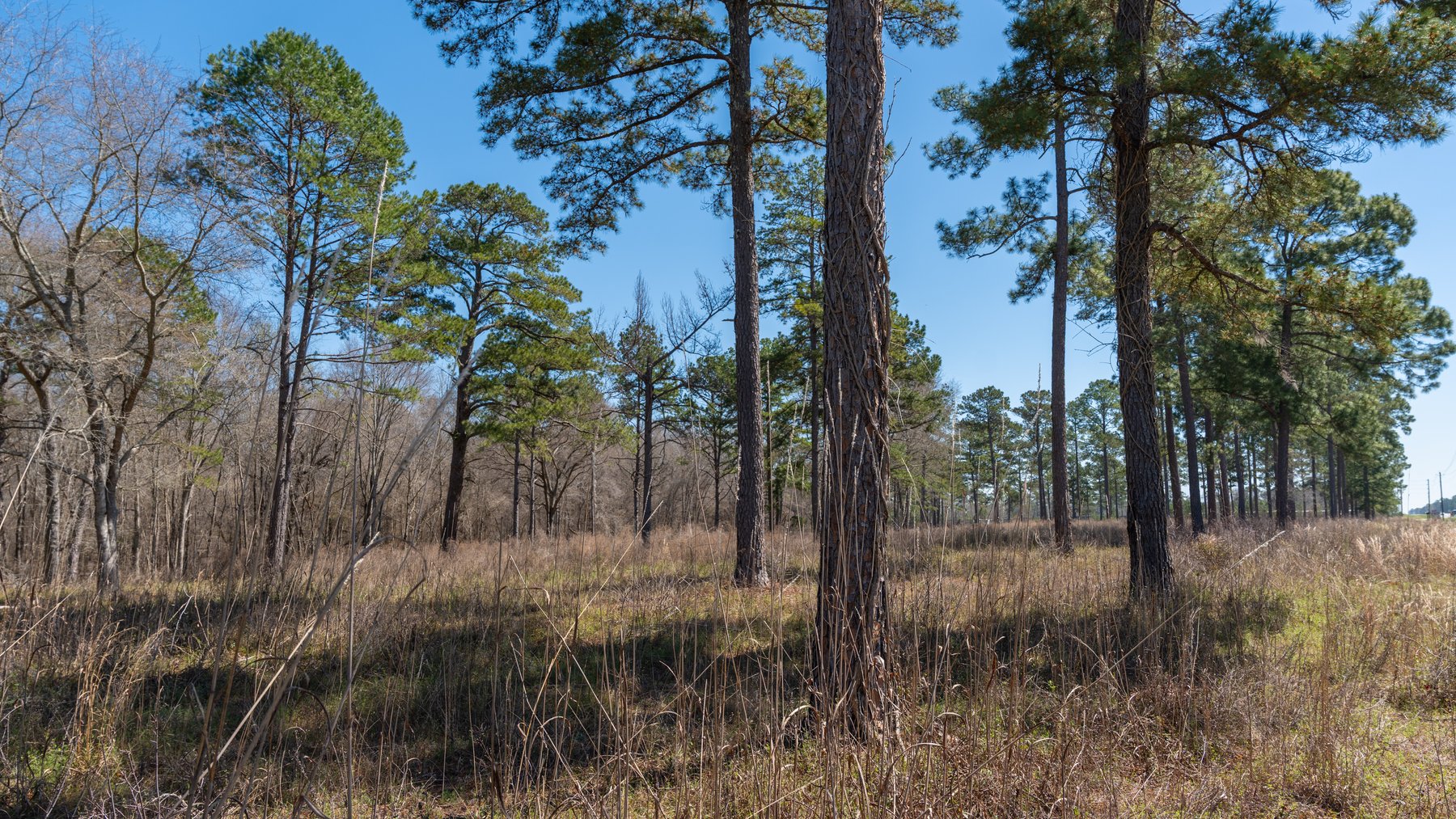 Image for 48.40+/- Acres - Oakland Plantation Commercial Acreage