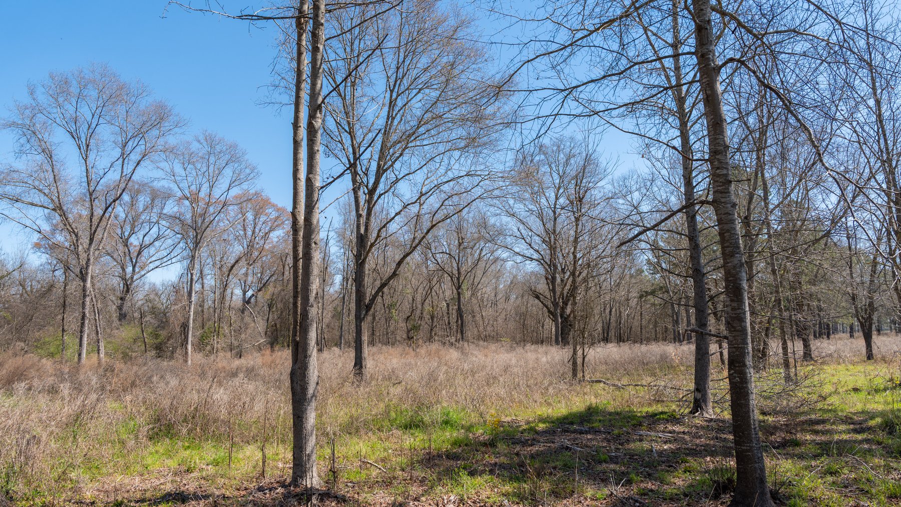 Image for 48.40+/- Acres - Oakland Plantation Commercial Acreage