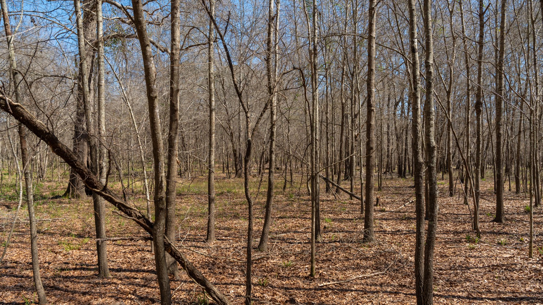 Image for 48.40+/- Acres - Oakland Plantation Commercial Acreage