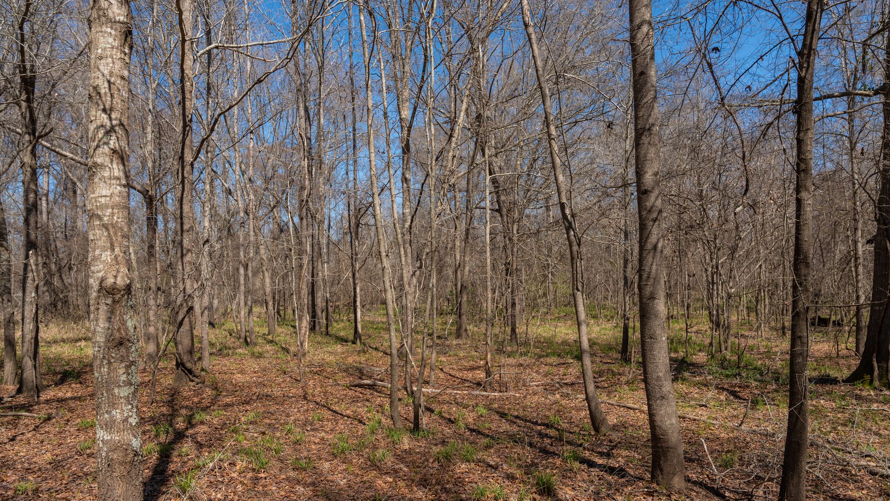 Image for 48.40+/- Acres - Oakland Plantation Commercial Acreage