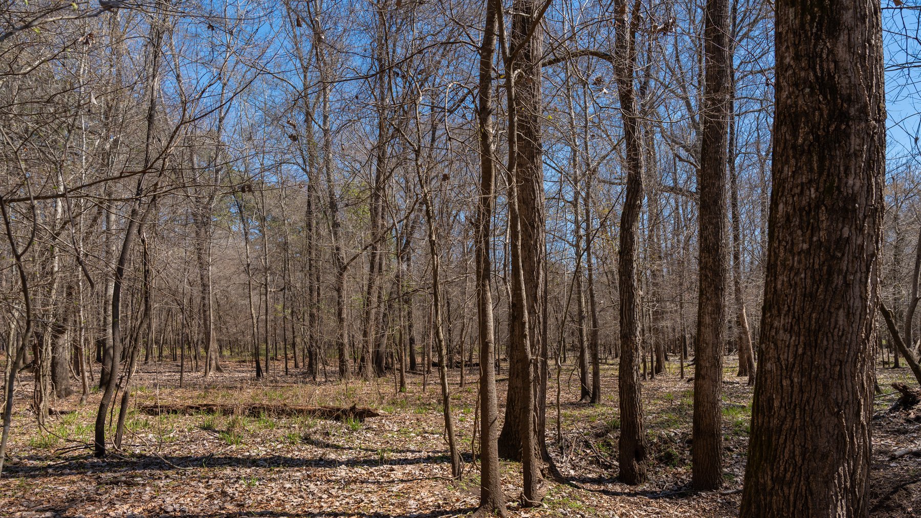 Image for 48.40+/- Acres - Oakland Plantation Commercial Acreage