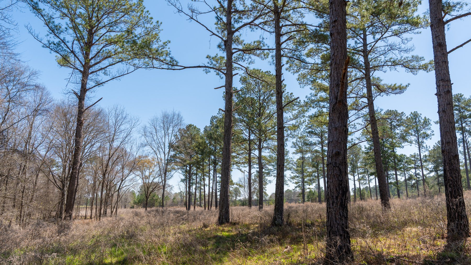 Image for 48.40+/- Acres - Oakland Plantation Commercial Acreage