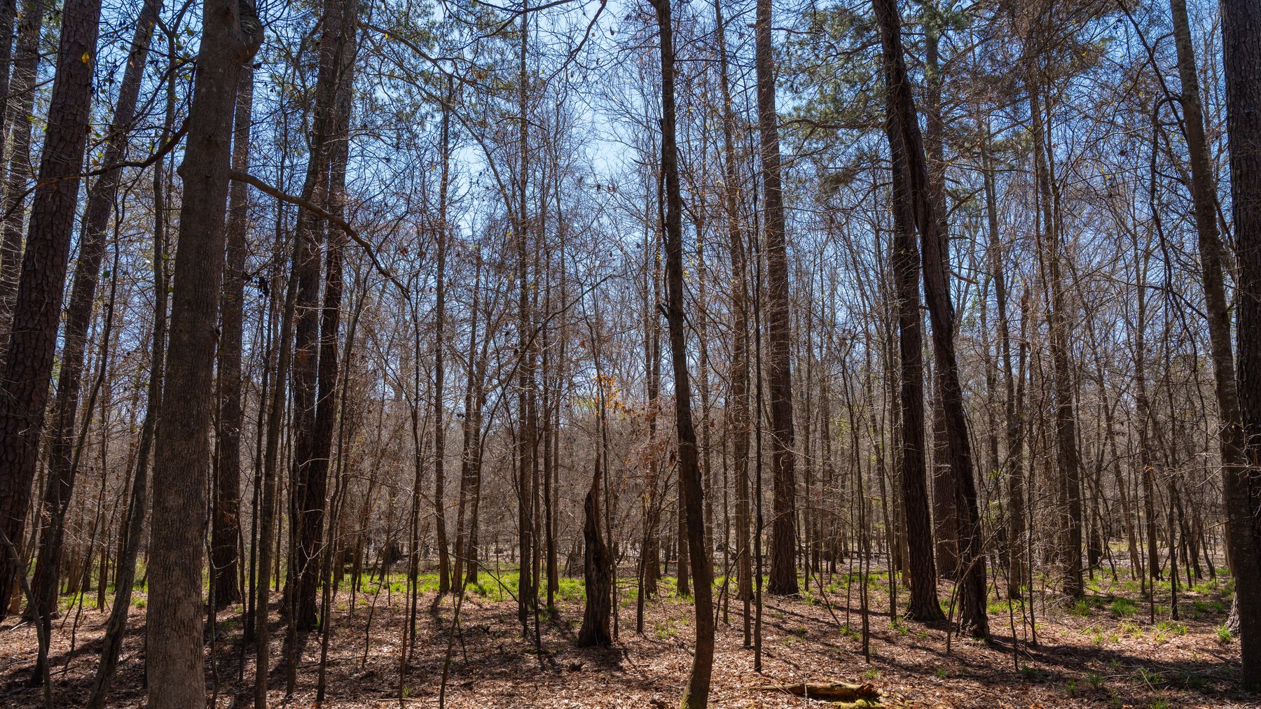 Image for 48.40+/- Acres - Oakland Plantation Commercial Acreage