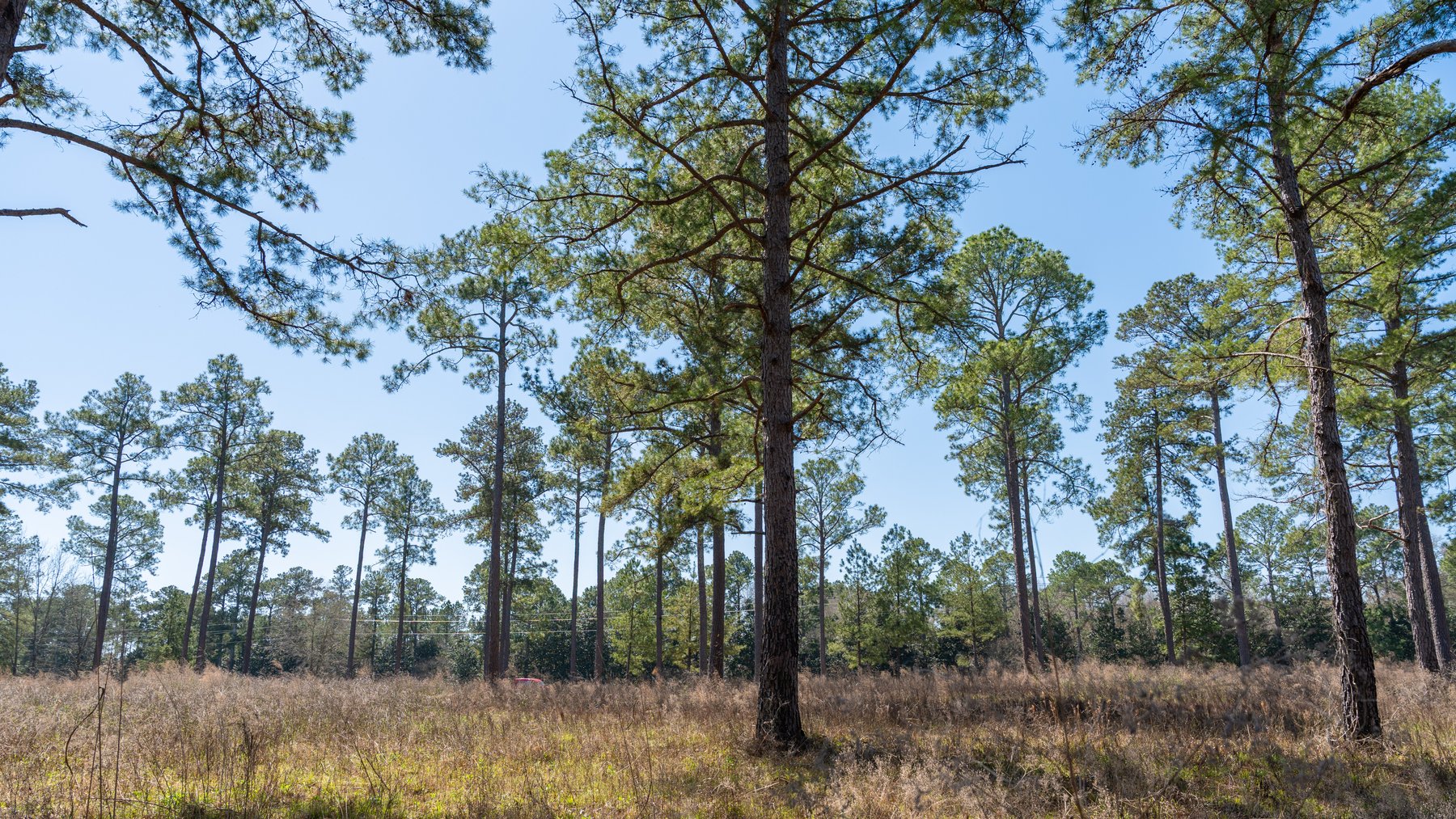 Image for 48.40+/- Acres - Oakland Plantation Commercial Acreage