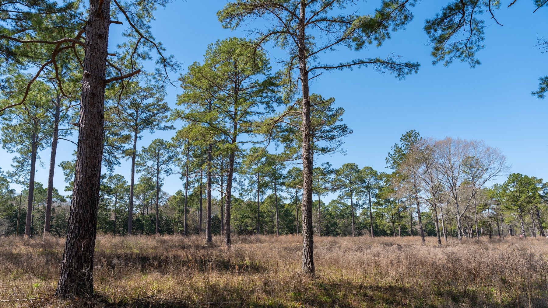 Image for 48.40+/- Acres - Oakland Plantation Commercial Acreage