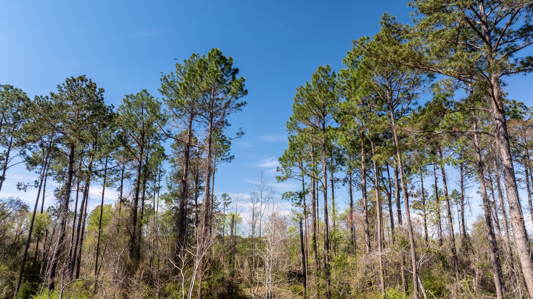 Image for The Sugar Creek Tract - Premier Hunting & Investment Opportunity - 252+/- Acres in Dodge County, Georgia