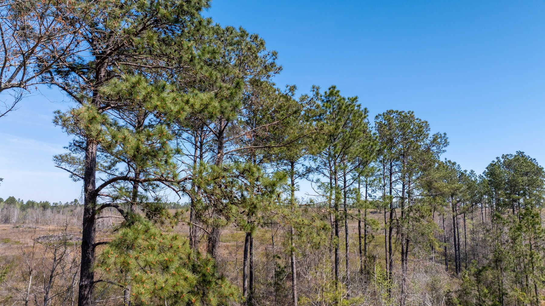 Image for The Sugar Creek Tract - Premier Hunting & Investment Opportunity - 252+/- Acres in Dodge County, Georgia