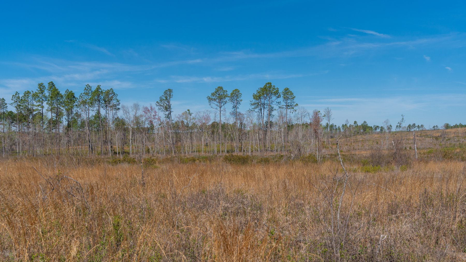 Image for The Sugar Creek Tract - Premier Hunting & Investment Opportunity - 252+/- Acres in Dodge County, Georgia
