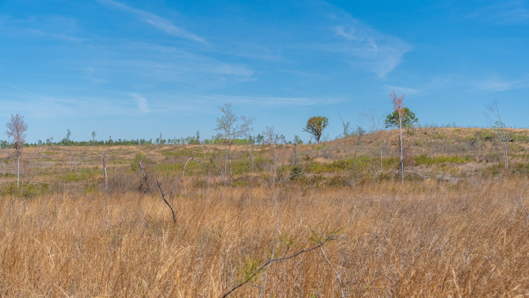 Image for The Sugar Creek Tract - Premier Hunting & Investment Opportunity - 252+/- Acres in Dodge County, Georgia