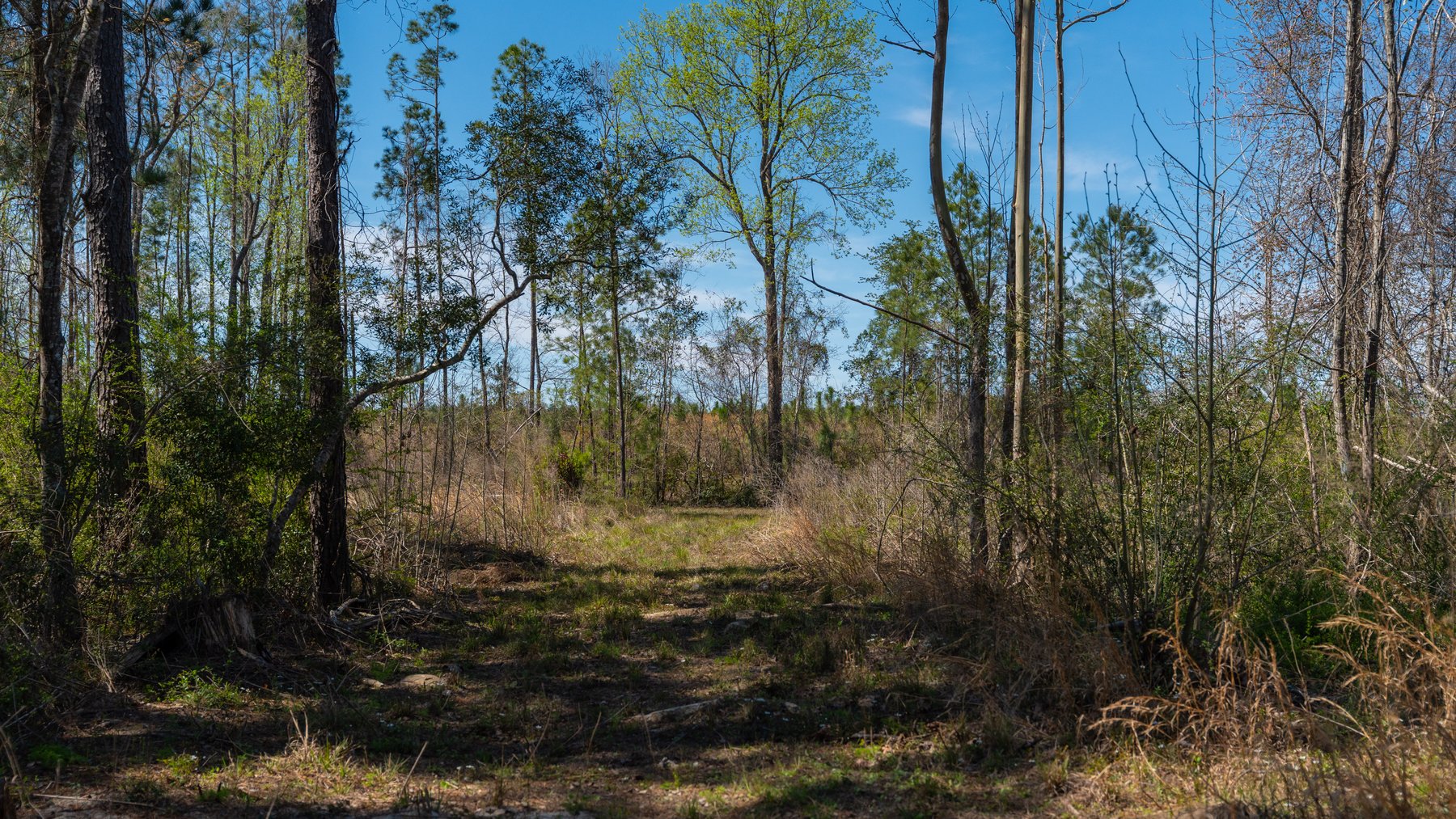 Image for The Sugar Creek Tract - Premier Hunting & Investment Opportunity - 252+/- Acres in Dodge County, Georgia