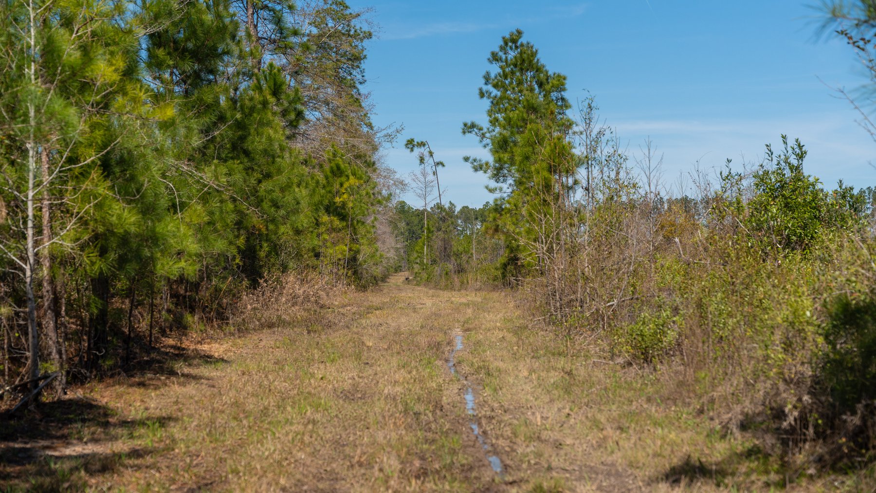 Image for The Sugar Creek Tract - Premier Hunting & Investment Opportunity - 252+/- Acres in Dodge County, Georgia