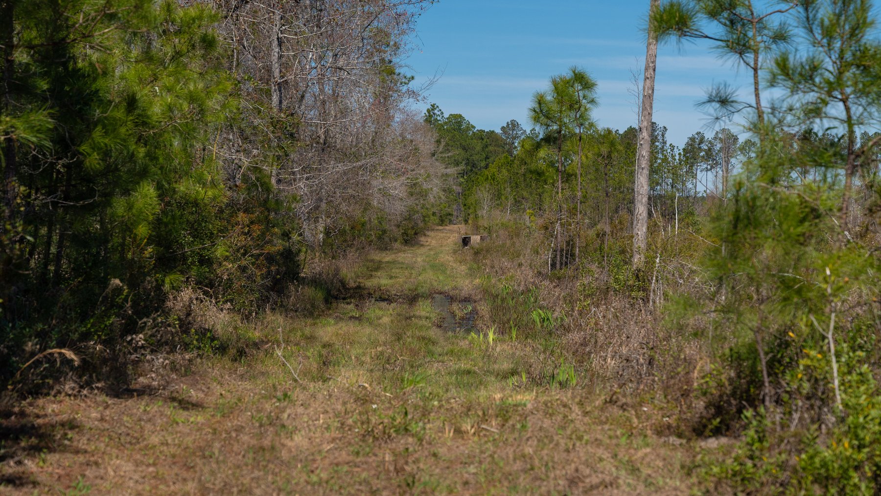 Image for The Sugar Creek Tract - Premier Hunting & Investment Opportunity - 252+/- Acres in Dodge County, Georgia