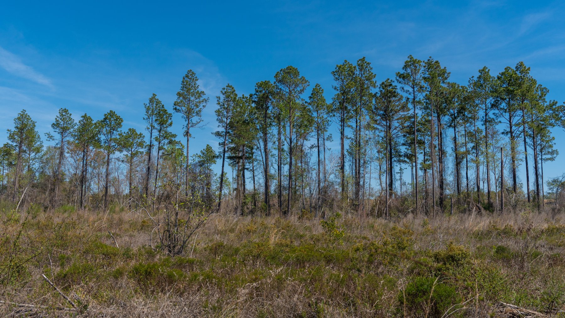 Image for The Sugar Creek Tract - Premier Hunting & Investment Opportunity - 252+/- Acres in Dodge County, Georgia