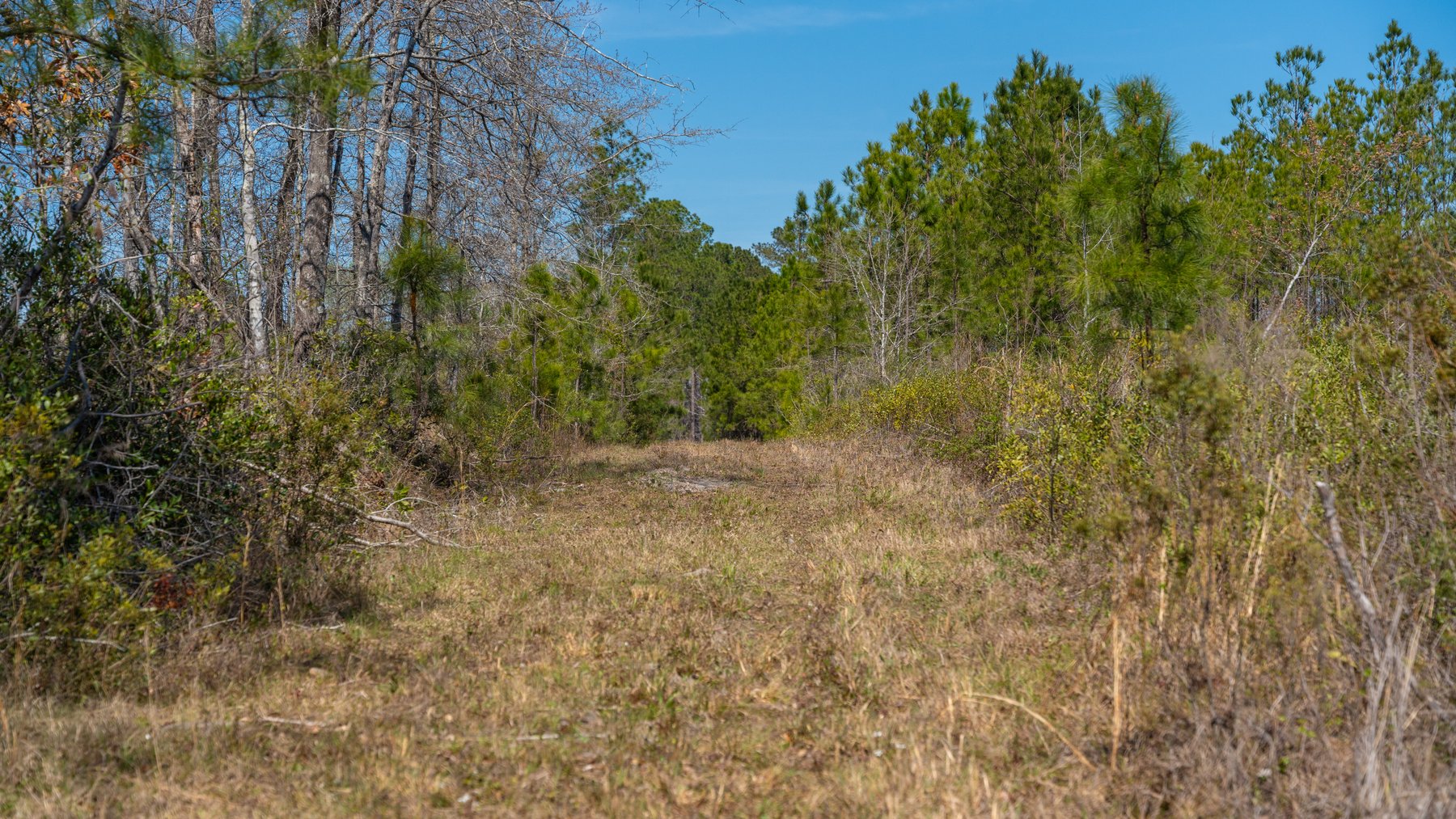 Image for The Sugar Creek Tract - Premier Hunting & Investment Opportunity - 252+/- Acres in Dodge County, Georgia