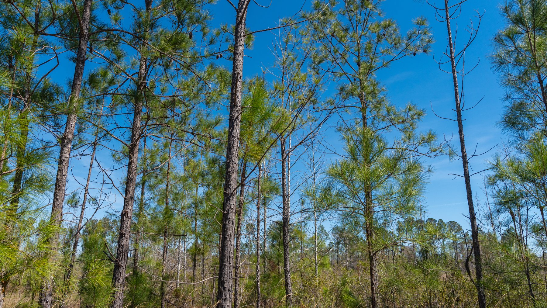 Image for The Sugar Creek Tract - Premier Hunting & Investment Opportunity - 252+/- Acres in Dodge County, Georgia