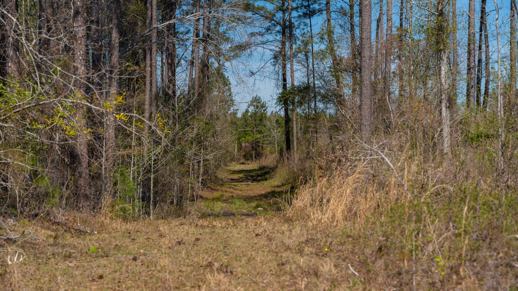 Image for The Sugar Creek Tract - Premier Hunting & Investment Opportunity - 252+/- Acres in Dodge County, Georgia