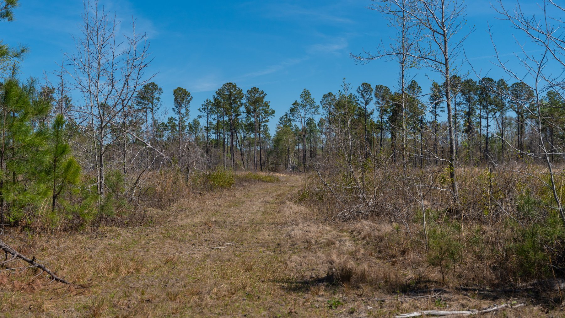 Image for The Sugar Creek Tract - Premier Hunting & Investment Opportunity - 252+/- Acres in Dodge County, Georgia