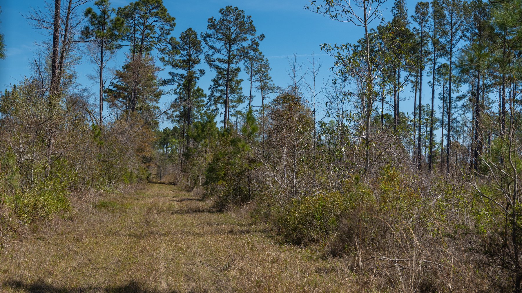 Image for The Sugar Creek Tract - Premier Hunting & Investment Opportunity - 252+/- Acres in Dodge County, Georgia