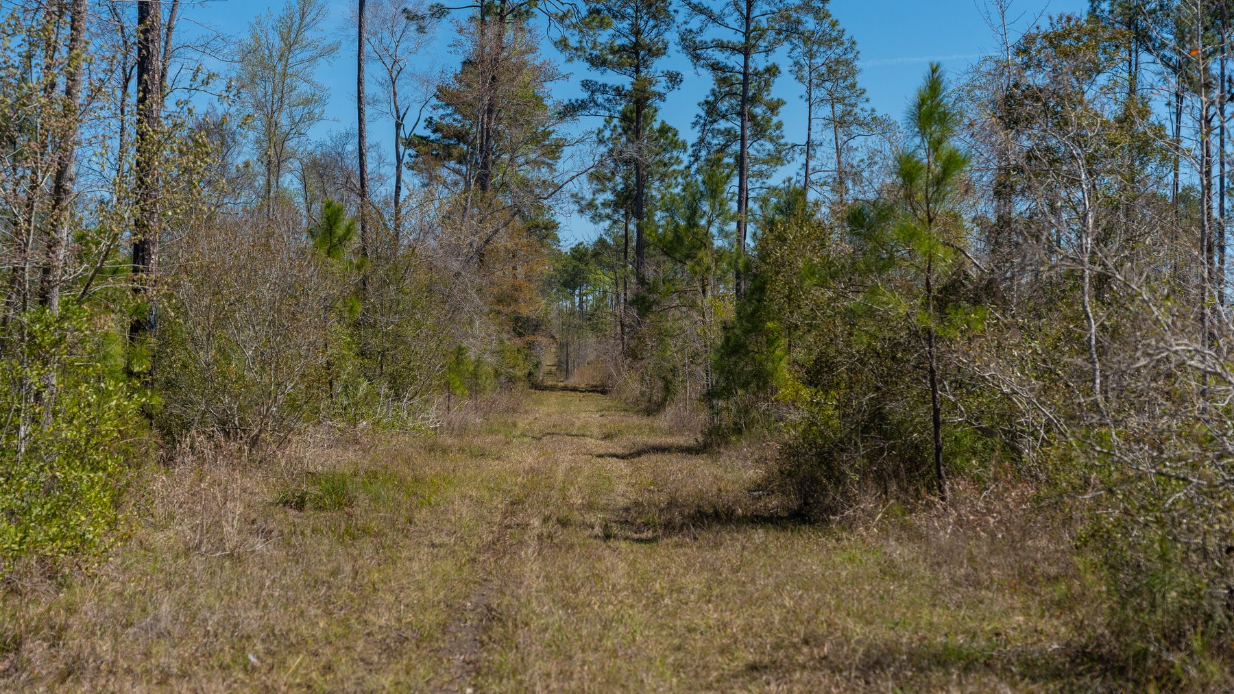 Image for The Sugar Creek Tract - Premier Hunting & Investment Opportunity - 252+/- Acres in Dodge County, Georgia