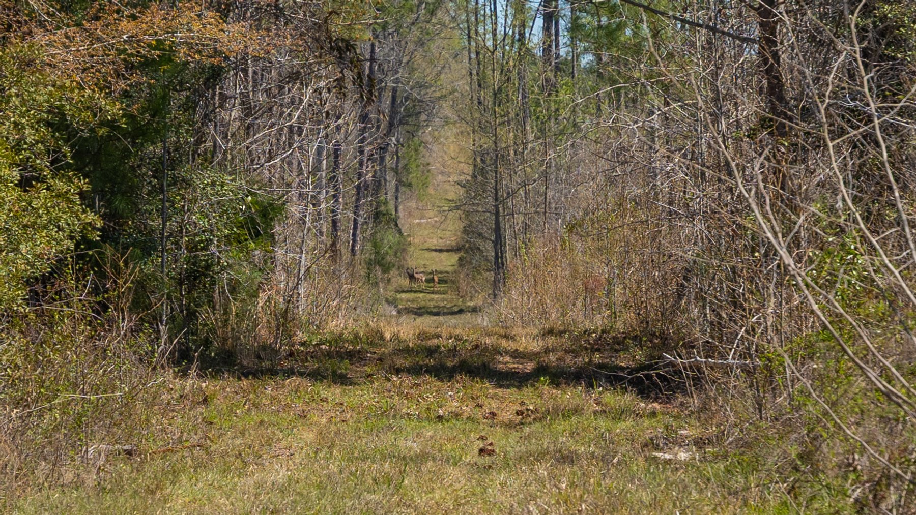 Image for The Sugar Creek Tract - Premier Hunting & Investment Opportunity - 252+/- Acres in Dodge County, Georgia