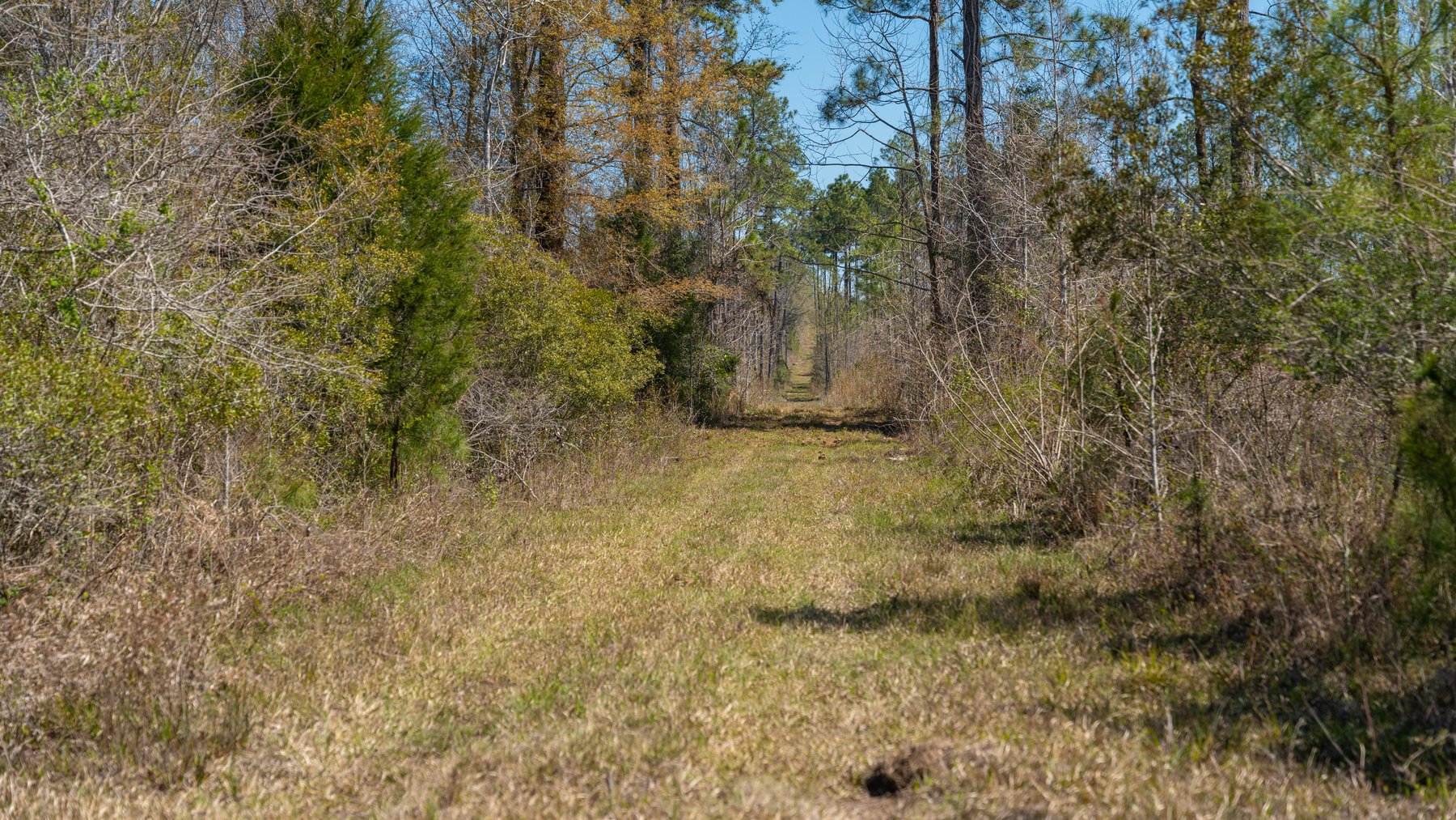Image for The Sugar Creek Tract - Premier Hunting & Investment Opportunity - 252+/- Acres in Dodge County, Georgia