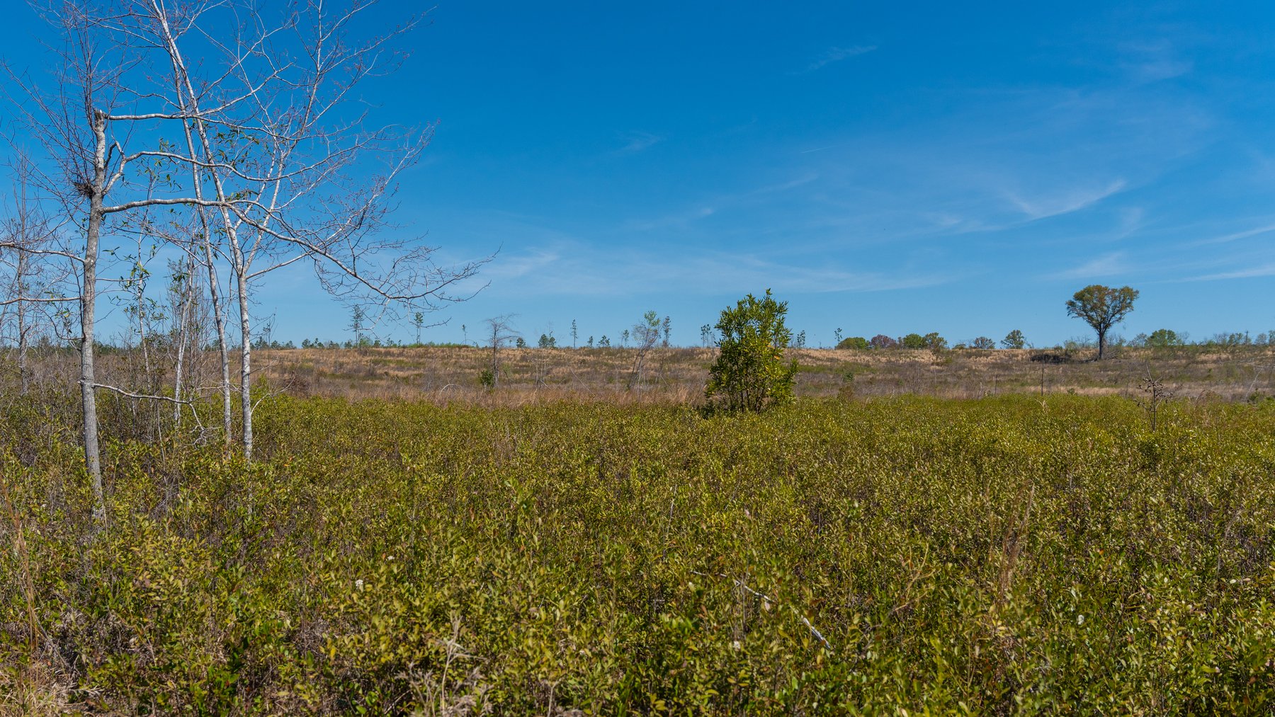 Image for The Sugar Creek Tract - Premier Hunting & Investment Opportunity - 252+/- Acres in Dodge County, Georgia