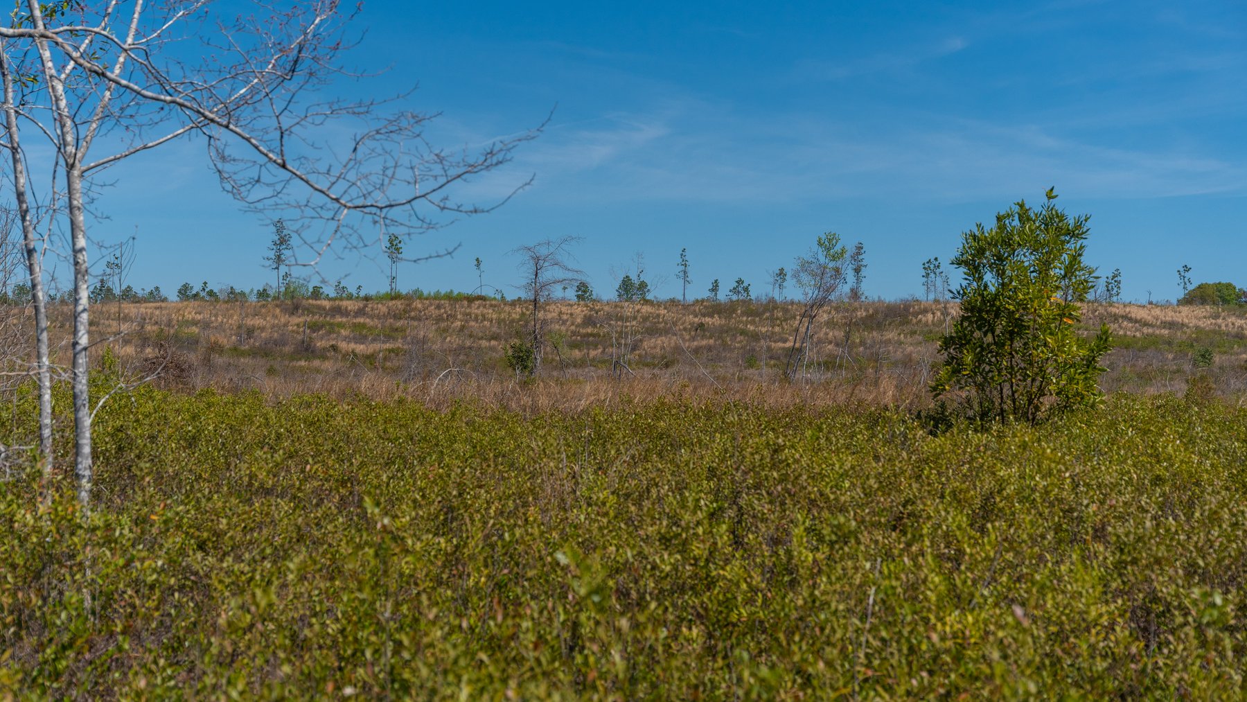 Image for The Sugar Creek Tract - Premier Hunting & Investment Opportunity - 252+/- Acres in Dodge County, Georgia