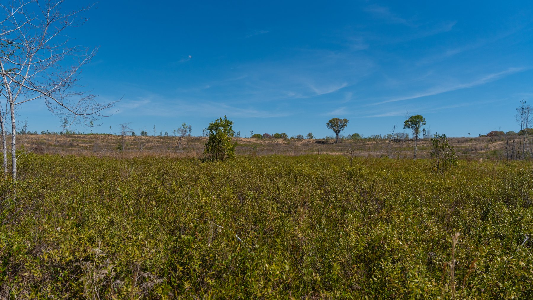 Image for The Sugar Creek Tract - Premier Hunting & Investment Opportunity - 252+/- Acres in Dodge County, Georgia