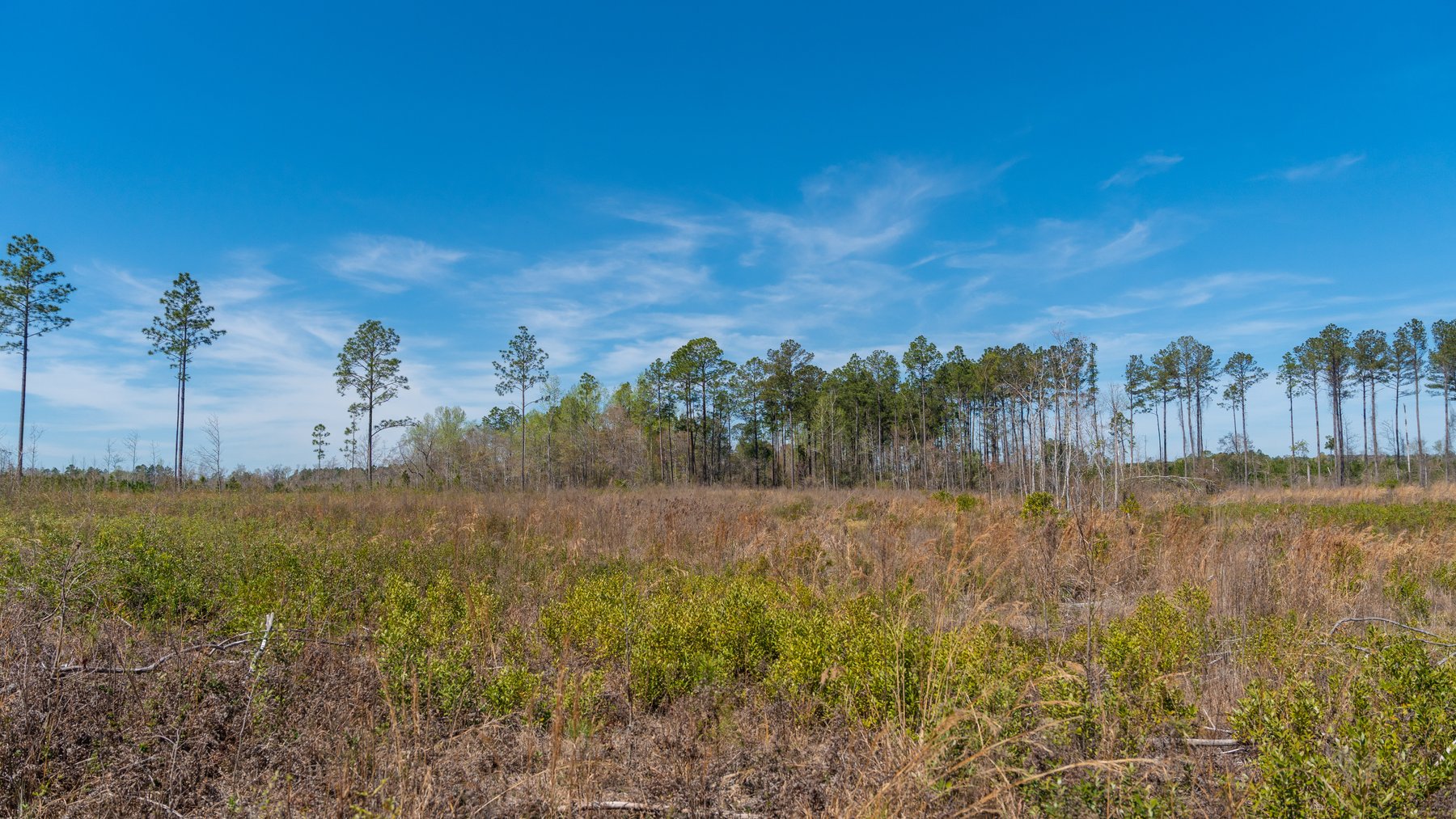 Image for The Sugar Creek Tract - Premier Hunting & Investment Opportunity - 252+/- Acres in Dodge County, Georgia