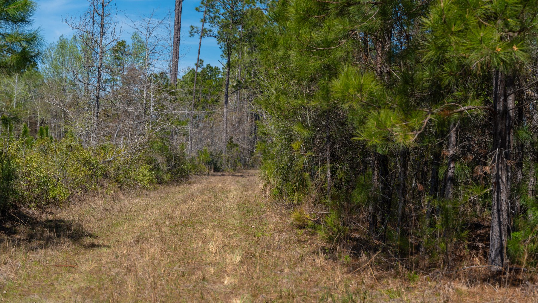 Image for The Sugar Creek Tract - Premier Hunting & Investment Opportunity - 252+/- Acres in Dodge County, Georgia