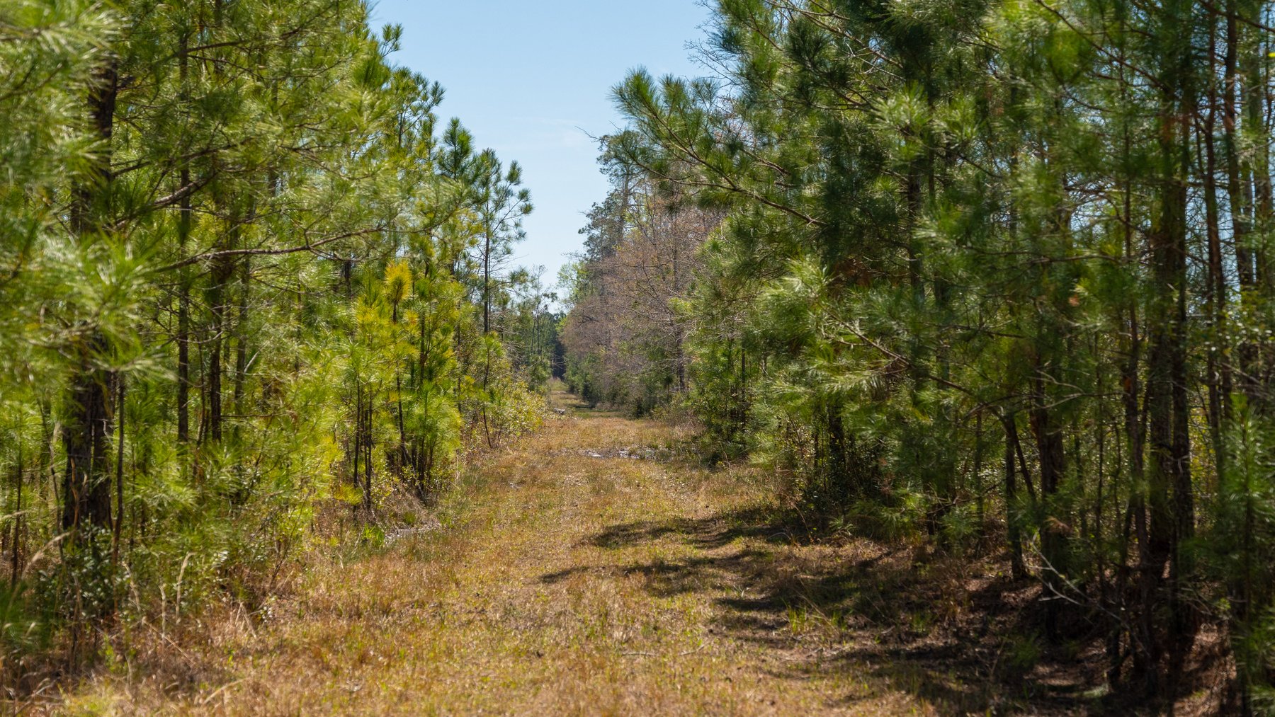 Image for The Sugar Creek Tract - Premier Hunting & Investment Opportunity - 252+/- Acres in Dodge County, Georgia