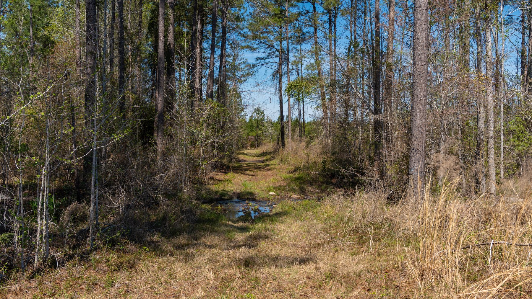 Image for The Sugar Creek Tract - Premier Hunting & Investment Opportunity - 252+/- Acres in Dodge County, Georgia
