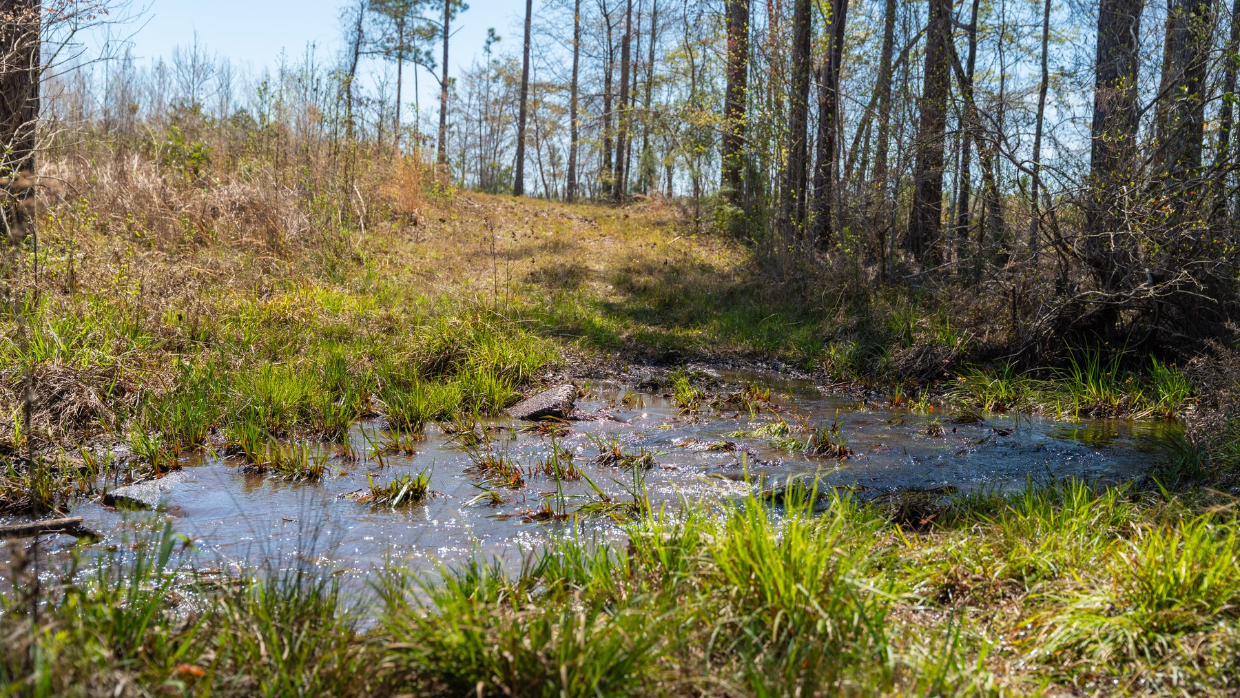 Image for The Sugar Creek Tract - Premier Hunting & Investment Opportunity - 252+/- Acres in Dodge County, Georgia