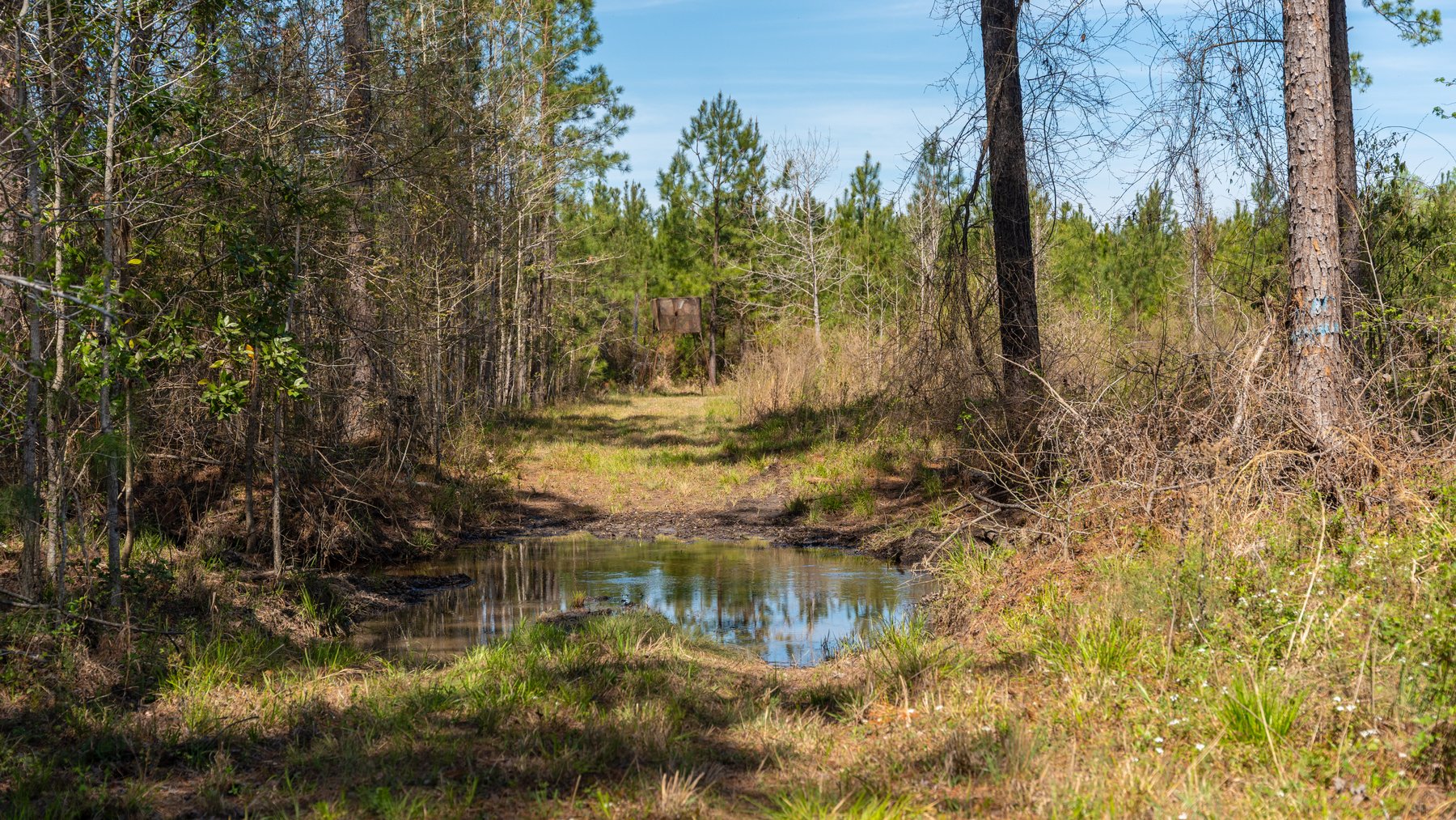 Image for The Sugar Creek Tract - Premier Hunting & Investment Opportunity - 252+/- Acres in Dodge County, Georgia