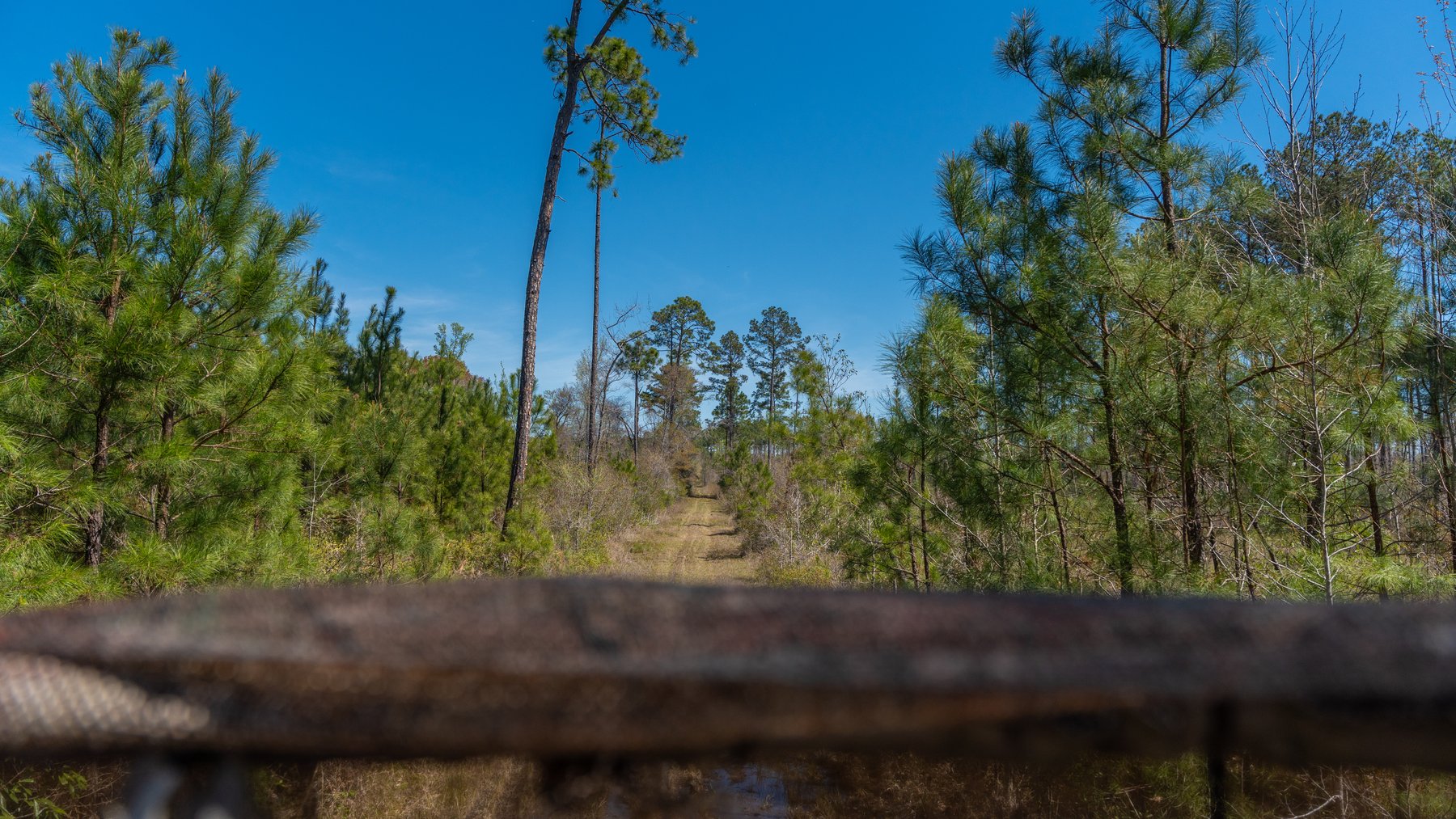 Image for The Sugar Creek Tract - Premier Hunting & Investment Opportunity - 252+/- Acres in Dodge County, Georgia