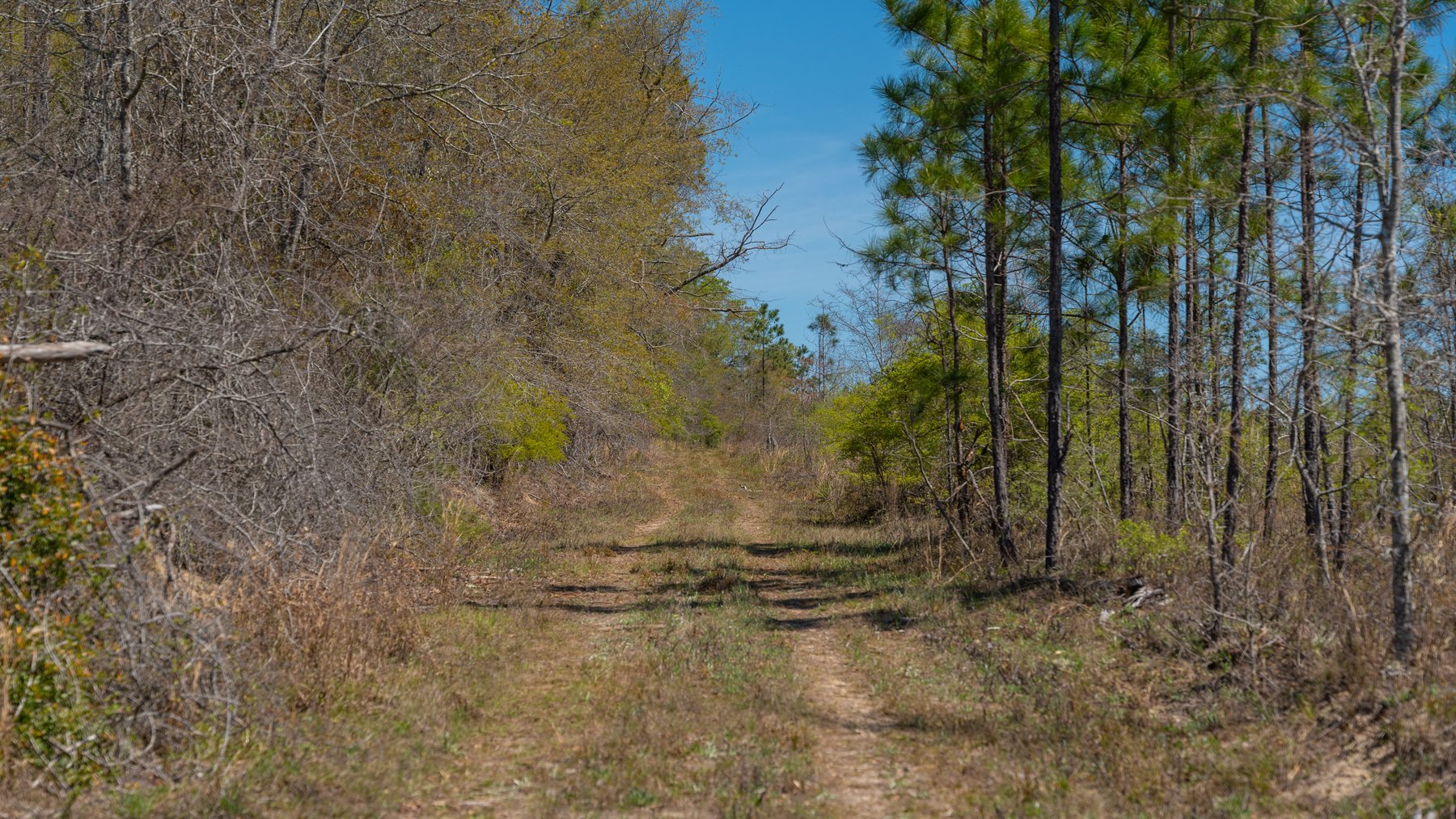 Image for The Sugar Creek Tract - Premier Hunting & Investment Opportunity - 252+/- Acres in Dodge County, Georgia
