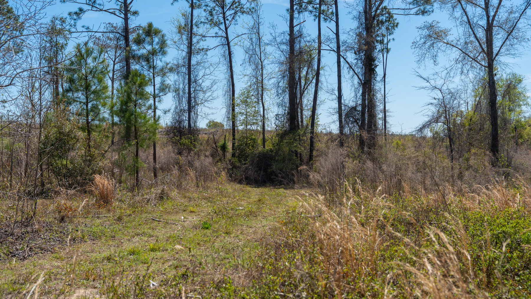 Image for The Sugar Creek Tract - Premier Hunting & Investment Opportunity - 252+/- Acres in Dodge County, Georgia