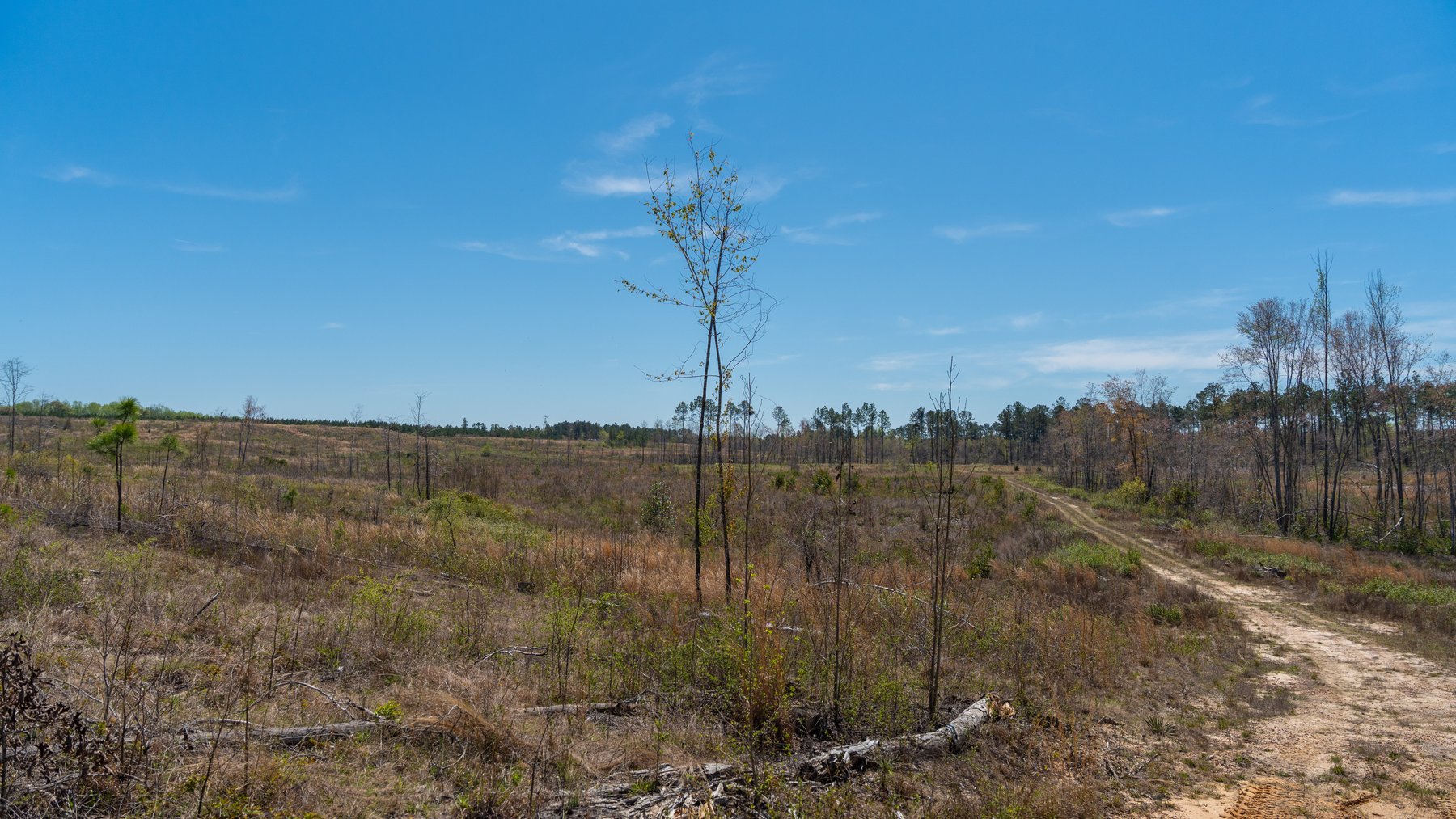 Image for The Sugar Creek Tract - Premier Hunting & Investment Opportunity - 252+/- Acres in Dodge County, Georgia