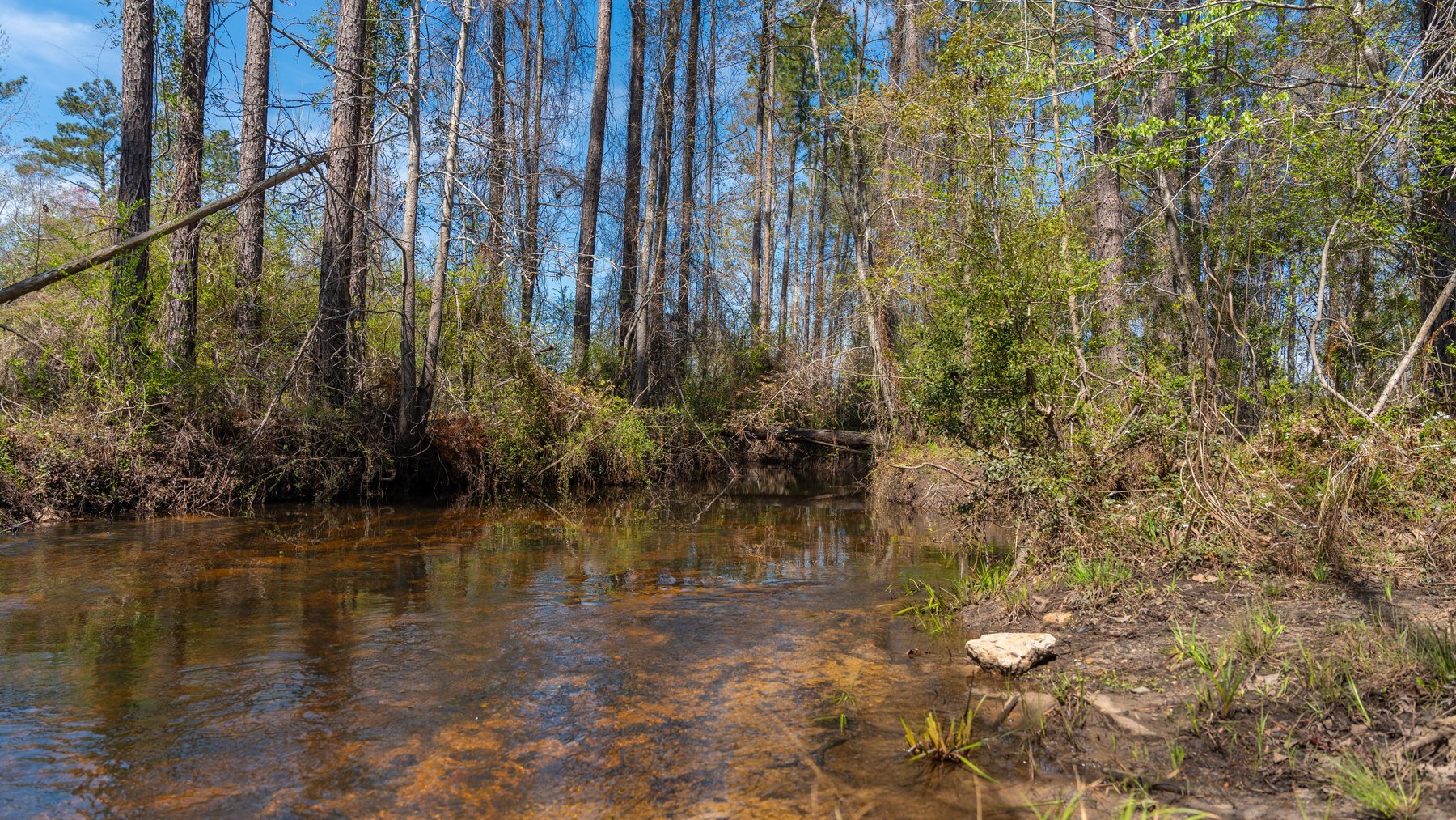 Image for The Sugar Creek Tract - Premier Hunting & Investment Opportunity - 252+/- Acres in Dodge County, Georgia