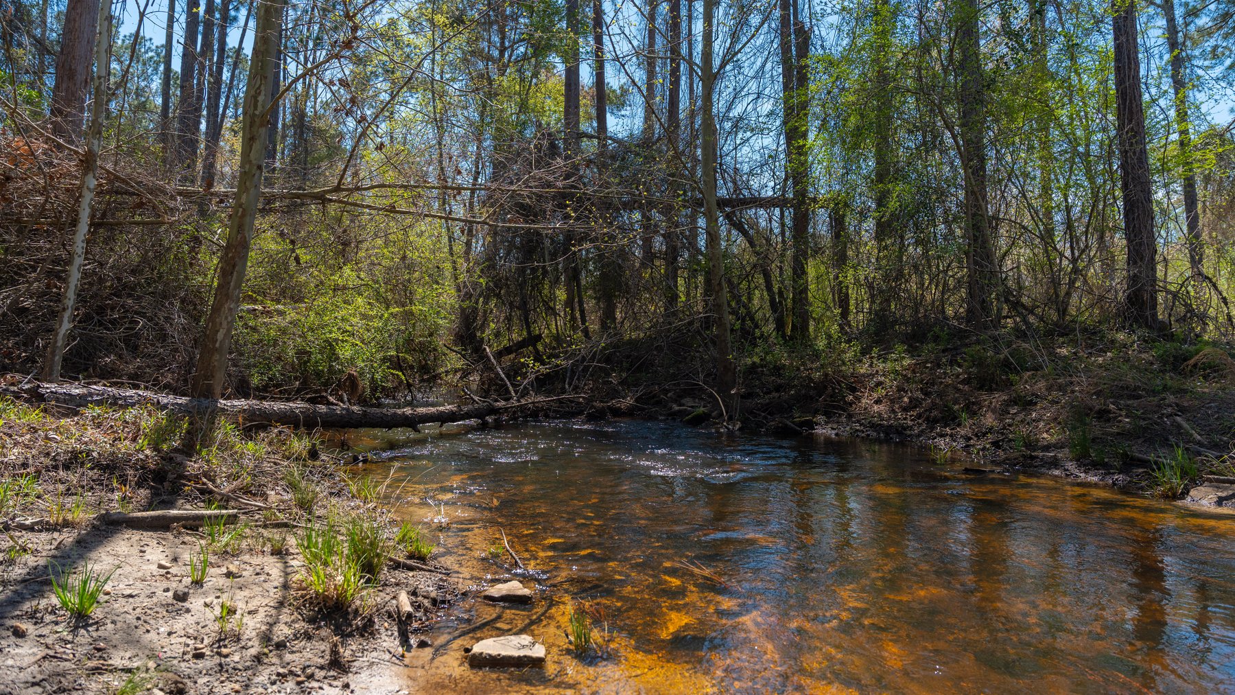 Image for The Sugar Creek Tract - Premier Hunting & Investment Opportunity - 252+/- Acres in Dodge County, Georgia