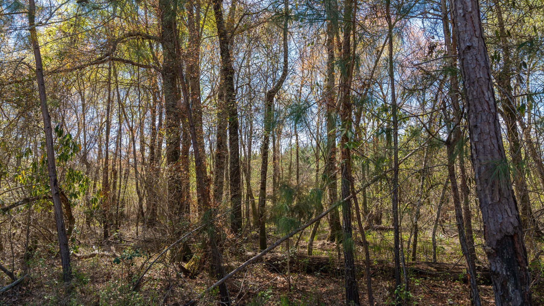 Image for The Sugar Creek Tract - Premier Hunting & Investment Opportunity - 252+/- Acres in Dodge County, Georgia
