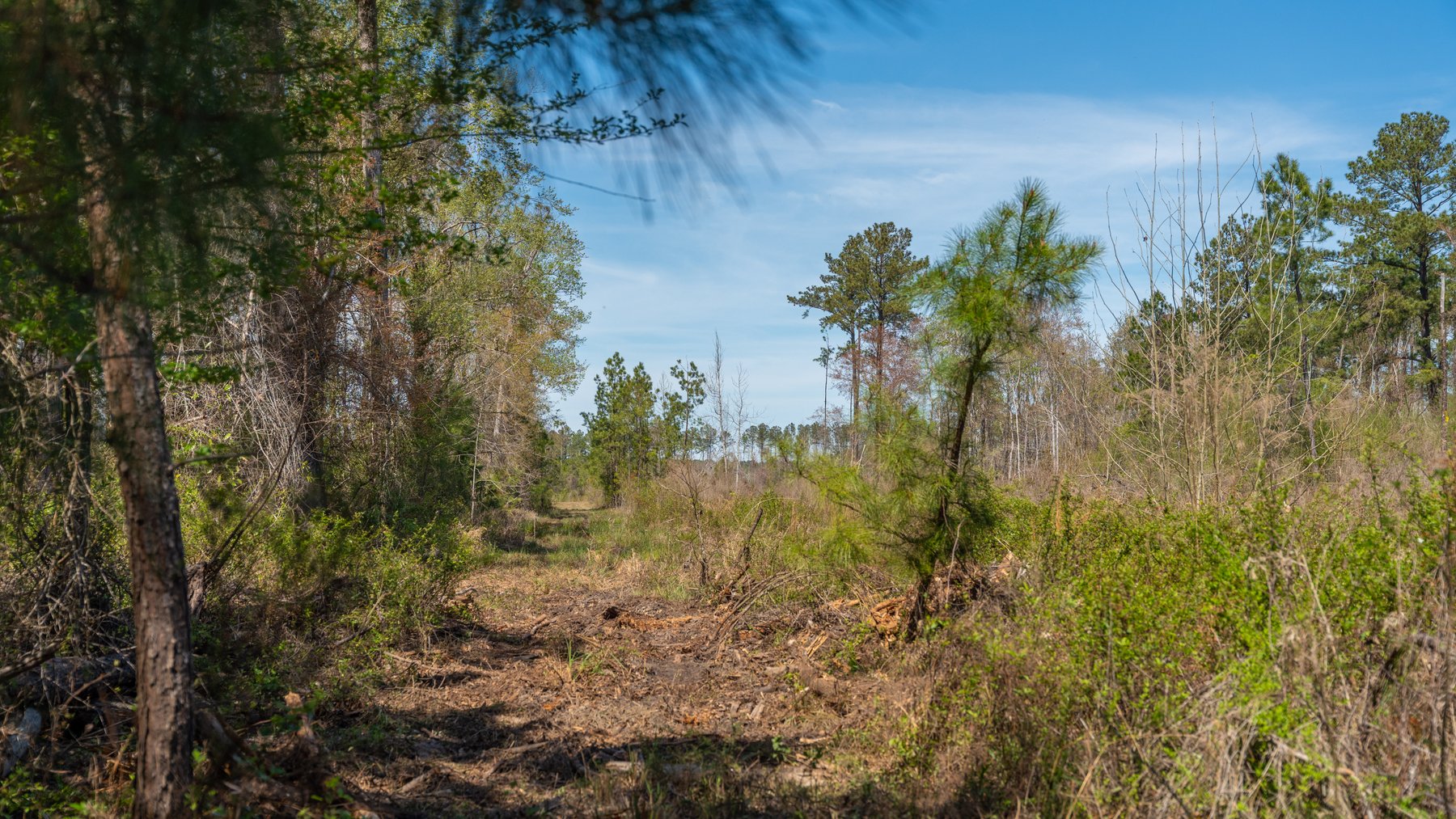Image for The Sugar Creek Tract - Premier Hunting & Investment Opportunity - 252+/- Acres in Dodge County, Georgia